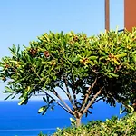 Appart hôtel Ippoliti Village 3*